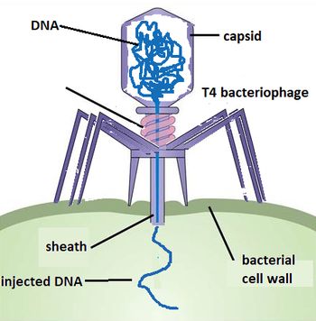 base pair = two nucleotides in DNA that face each other